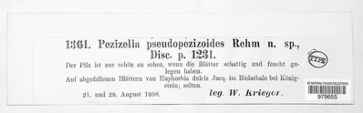 Urceolella pseudopezizoides image